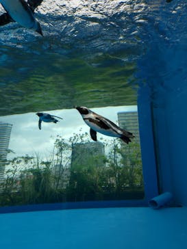 サンシャイン水族館に投稿された画像（2024/6/3）