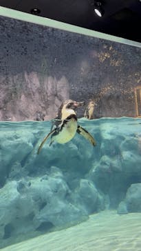 DMMかりゆし水族館に投稿された画像（2024/6/3）