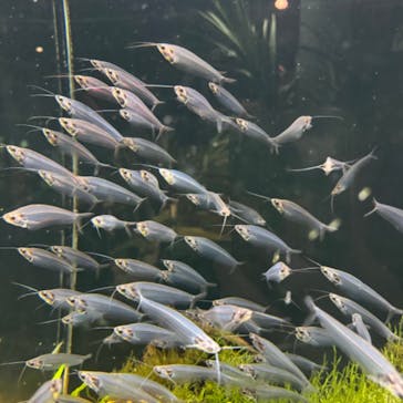 DMMかりゆし水族館に投稿された画像（2024/6/3）