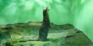 しながわ水族館に投稿された画像（2024/6/3）