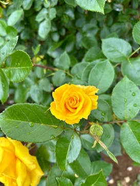 京成バラ園に投稿された画像（2024/6/3）