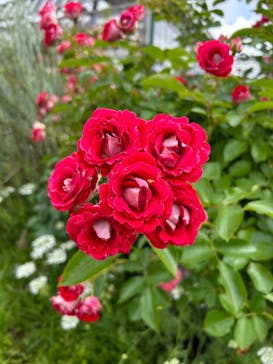 京成バラ園に投稿された画像（2024/6/3）