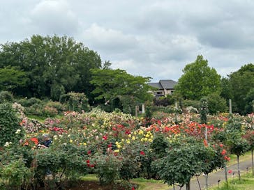 京成バラ園に投稿された画像（2024/6/3）