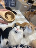 猫カフェモカ イオンモール岡山店に投稿された画像（2024/6/3）