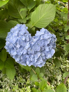 横浜イングリッシュガーデンに投稿された画像（2024/6/3）