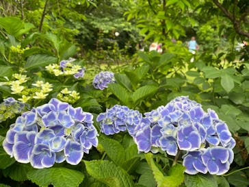 横浜イングリッシュガーデンに投稿された画像（2024/6/3）