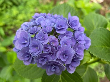 横浜イングリッシュガーデンに投稿された画像（2024/6/3）