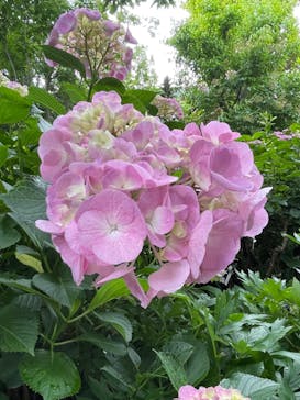 横浜イングリッシュガーデンに投稿された画像（2024/6/3）