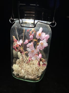 六義園に投稿された画像（2024/6/3）