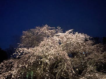 六義園に投稿された画像（2024/6/3）