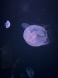 サンシャイン水族館に投稿された画像（2024/6/3）