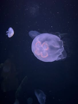 サンシャイン水族館に投稿された画像（2024/6/3）