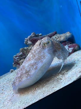 サンシャイン水族館に投稿された画像（2024/6/3）