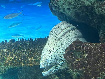 サンシャイン水族館に投稿された画像（2024/6/3）