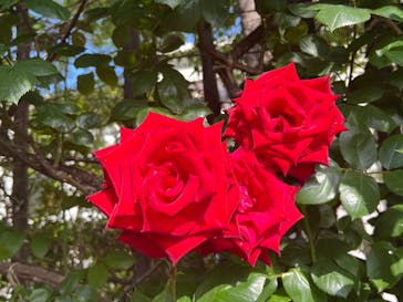 横浜イングリッシュガーデンに投稿された画像（2024/6/3）