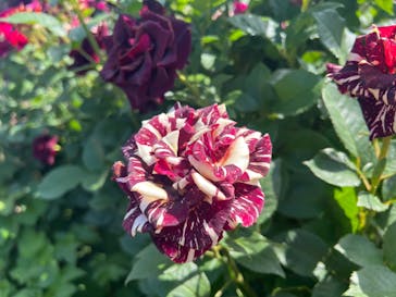 横浜イングリッシュガーデンに投稿された画像（2024/6/3）