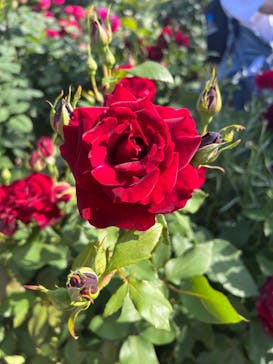 横浜イングリッシュガーデンに投稿された画像（2024/6/3）