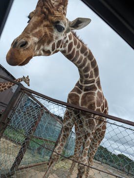 東北サファリパークに投稿された画像（2024/6/3）