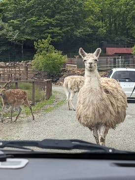 東北サファリパークに投稿された画像（2024/6/3）