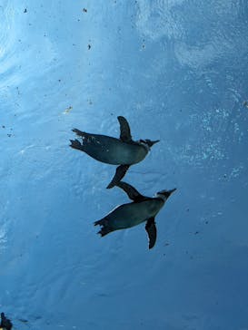 島根県立 しまね海洋館に投稿された画像（2024/6/3）