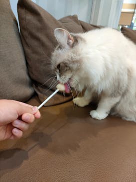 猫カフェモカ　立川店に投稿された画像（2024/6/3）