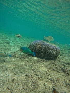 武藤潜水に投稿された画像（2024/6/3）