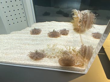 AOAO SAPPOROに投稿された画像（2024/6/3）