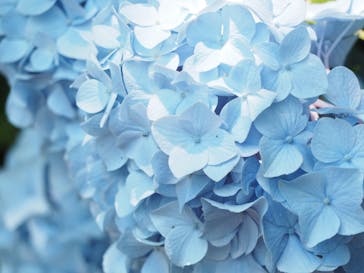 横浜イングリッシュガーデンに投稿された画像（2024/6/3）