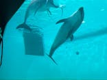 しながわ水族館に投稿された画像（2024/6/3）