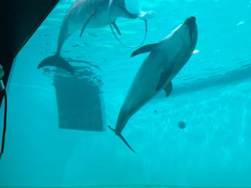 しながわ水族館に投稿された画像（2024/6/3）