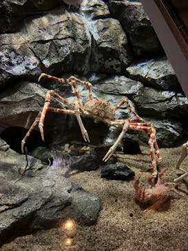 しながわ水族館に投稿された画像（2024/6/3）