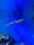 サンシャイン水族館に投稿された画像（2024/6/3）