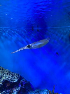 サンシャイン水族館に投稿された画像（2024/6/3）