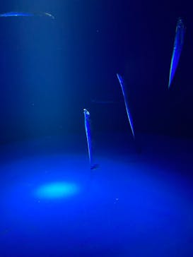 サンシャイン水族館に投稿された画像（2024/6/3）