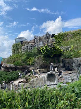 サンシャイン水族館に投稿された画像（2024/6/3）