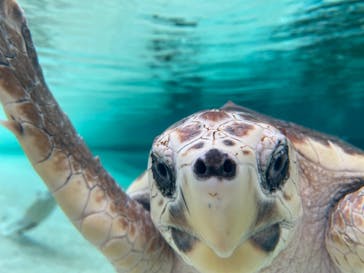 鴨川シーワールドに投稿された画像（2024/6/3）