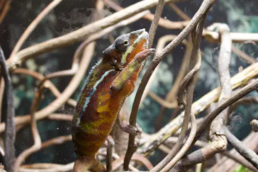 天王寺動物園に投稿された画像（2024/6/3）