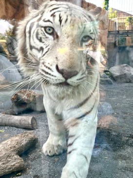 東武動物公園に投稿された画像（2024/6/3）