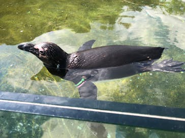 神戸どうぶつ王国に投稿された画像（2024/6/3）