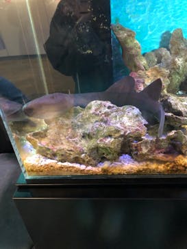 竹島水族館に投稿された画像（2024/5/28）