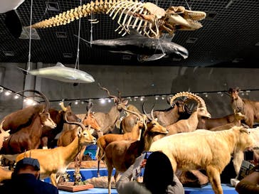 特別展「大哺乳類展３－わけてつなげて大行進」に投稿された画像（2024/6/3）