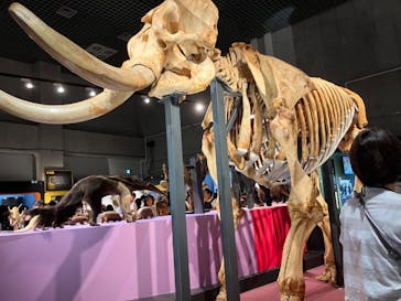 特別展「大哺乳類展３－わけてつなげて大行進」に投稿された画像（2024/6/3）