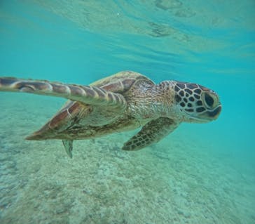 宮古島 ADVENTURE PiPi（ミヤコジマ アドベンチャー ピピ）に投稿された画像（2024/6/3）