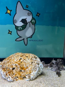 アクアワールド茨城県大洗水族館に投稿された画像（2024/6/3）