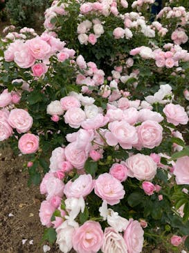 いばらきフラワーパークに投稿された画像（2024/5/26）