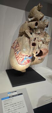 特別展「大哺乳類展３－わけてつなげて大行進」に投稿された画像（2024/6/3）