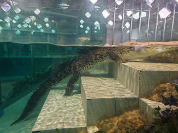 NIFREL（ニフレル）に投稿された画像（2024/6/3）