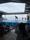 上越市立水族博物館 うみがたりに投稿された画像（2024/6/4）