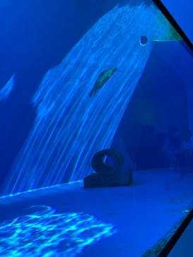 上越市立水族博物館 うみがたりに投稿された画像（2024/6/3）