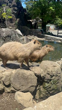 伊豆シャボテン動物公園に投稿された画像（2024/6/4）